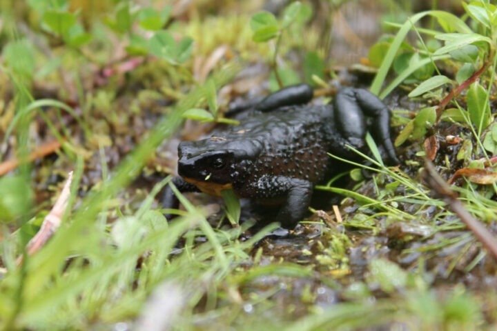 harlequin frogs