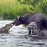 croc vs. buffalo