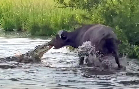 croc vs. buffalo